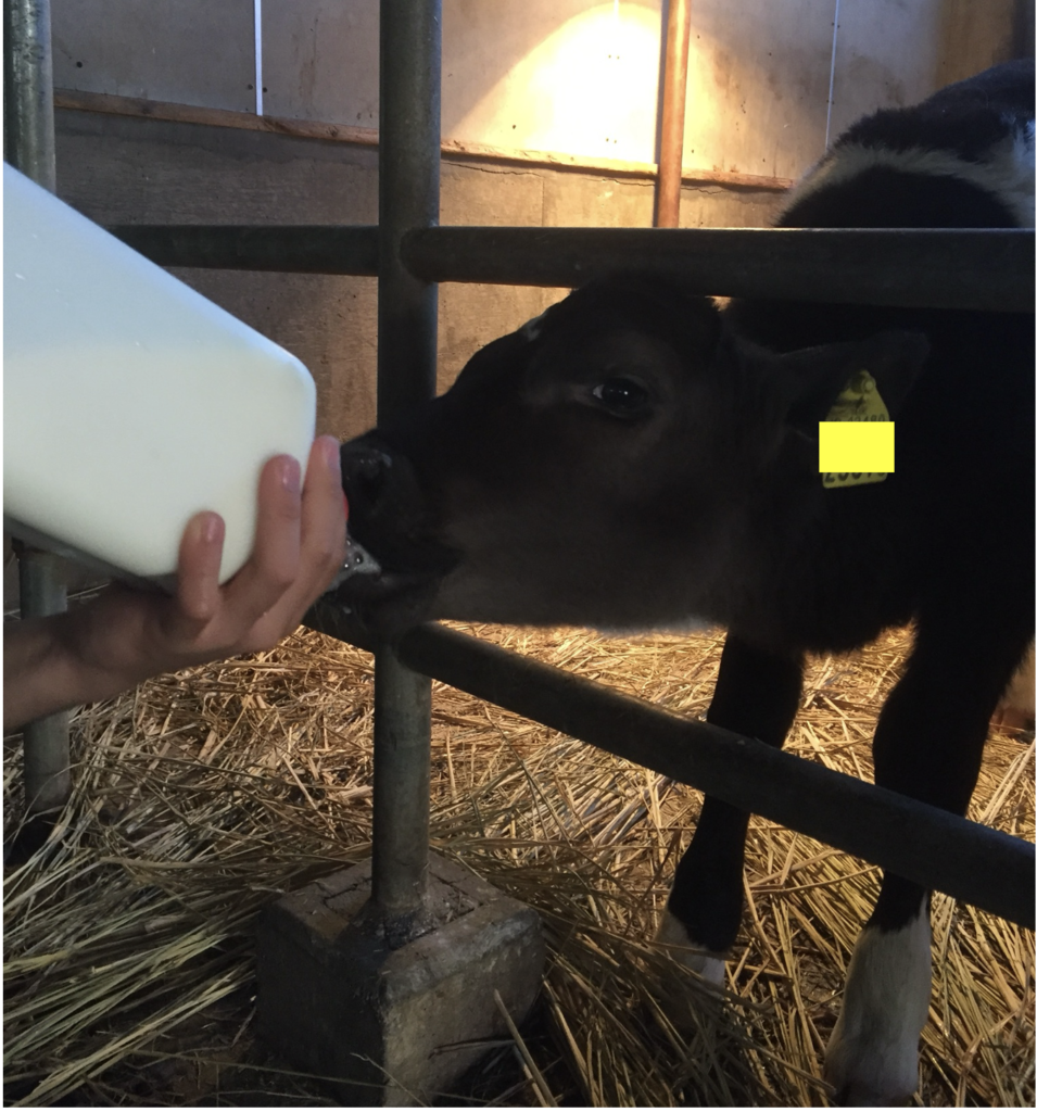 A calf drinking milk from a bottle, showing early-stage dairy farming care