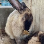 うさぎさん