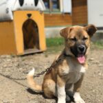 犬さん