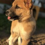 犬さん
