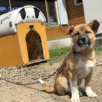 犬さん