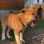 犬さん