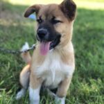 犬さん