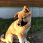 犬さん