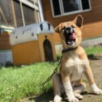 犬さん