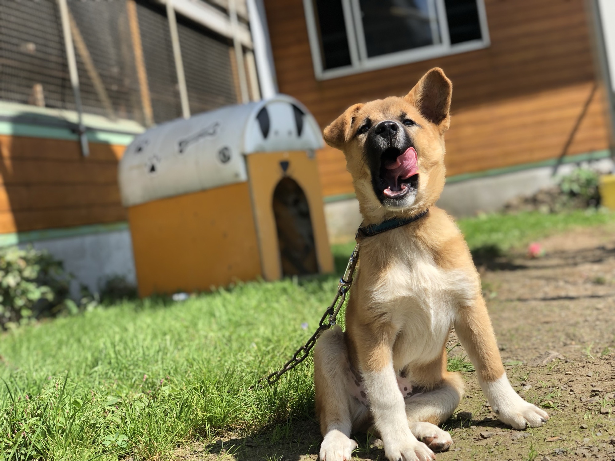犬さん