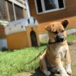 犬さん