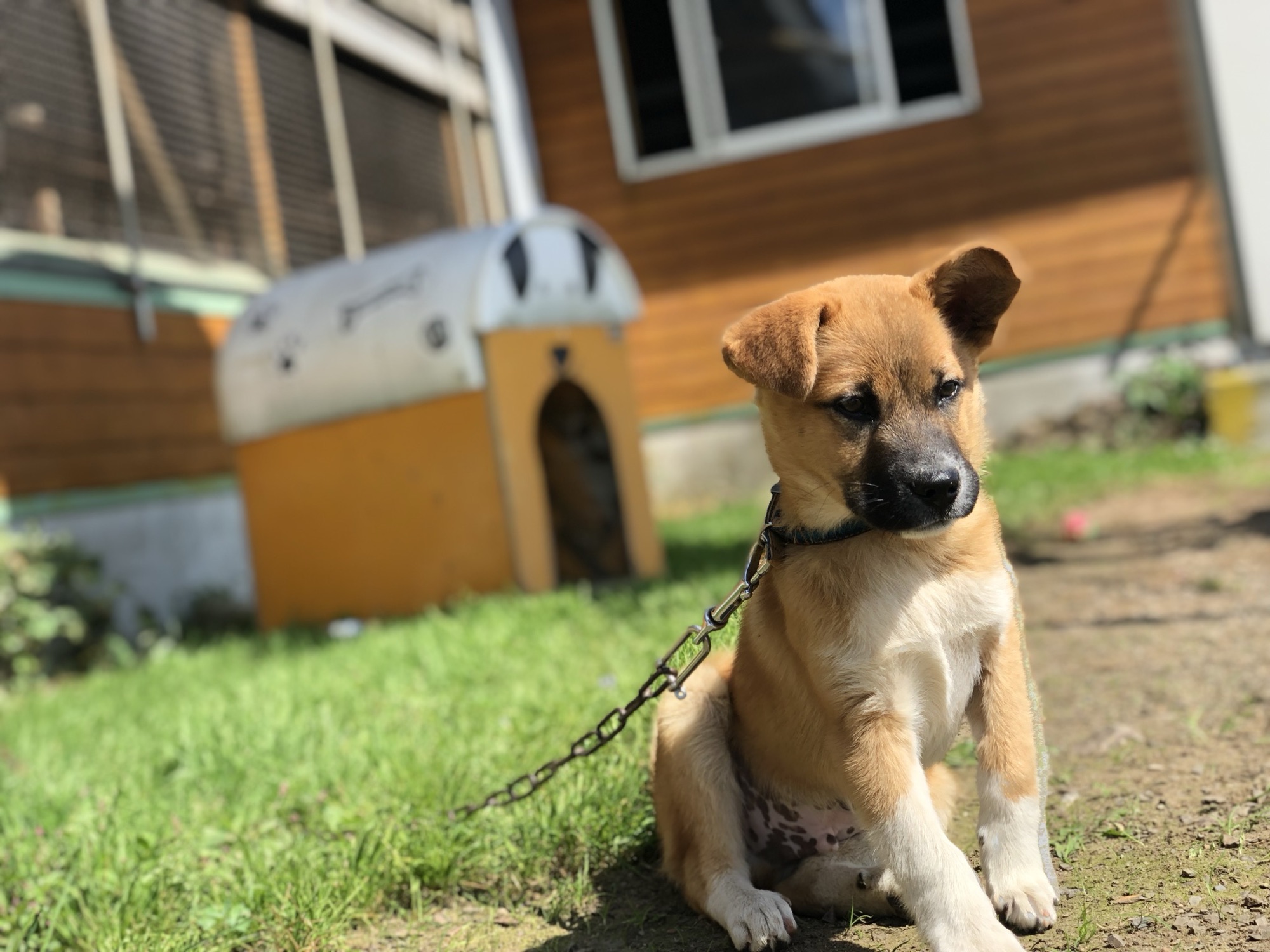 犬さん