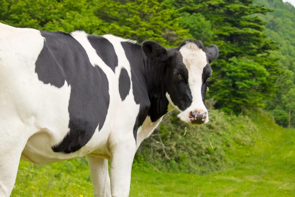 牧草地で草を食べるホルスタイン種の乳牛