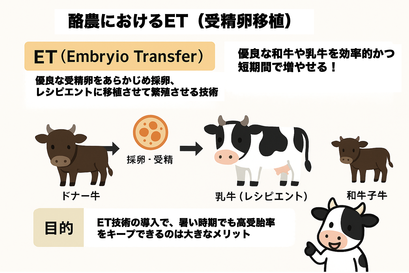 1. 酪農におけるET(受精卵移植)とは?
ET(Embryo Transfer):優良な和牛の受精卵をあらかじめ採卵・培養したうえで、乳牛(レシピエント)に移植し繁殖させる技術(優良なホルスタインの受精卵を移植することもあります)。
目的:繁殖能力の優れた乳牛を借り腹に用い、高品質な和牛子牛を効率的かつ短期間で増やすこと。