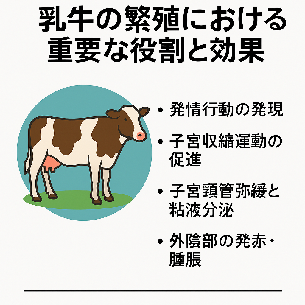 乳牛繁殖におけるエストラジオール(E₂)の役割を示す図解