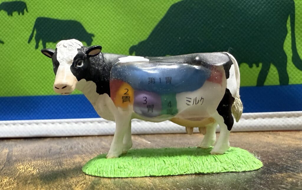 Ruminant stomach system of a dairy cow showing rumen, reticulum, omasum, and abomasum