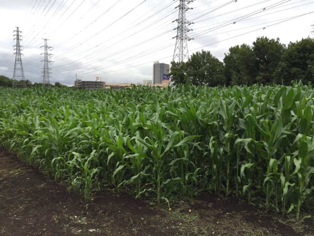 収穫前のデントコーン畑と乳牛用飼料としての利用風景
