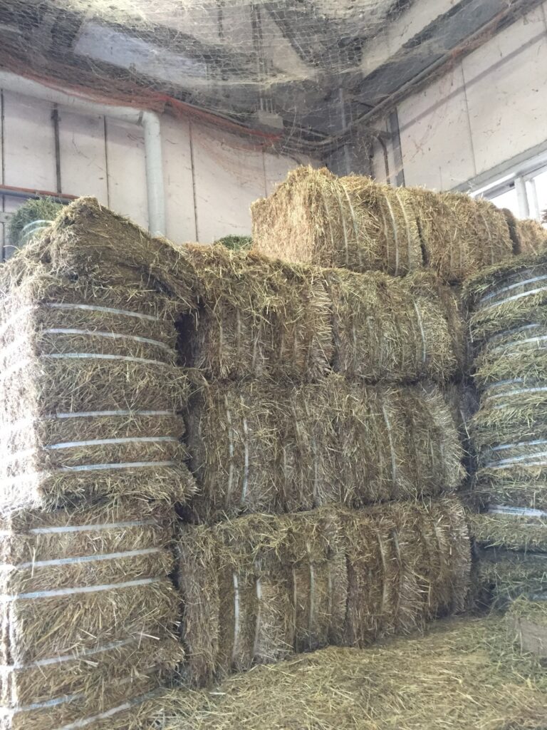 Compressed imported hay block for dairy cow feed, such as alfalfa or timothy