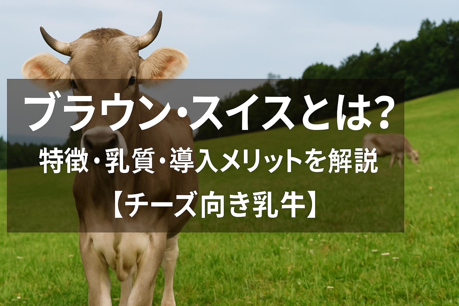 ブラウンスイス種の乳牛が牧草地に立っている様子と特徴を紹介する日本語テキスト付き画像