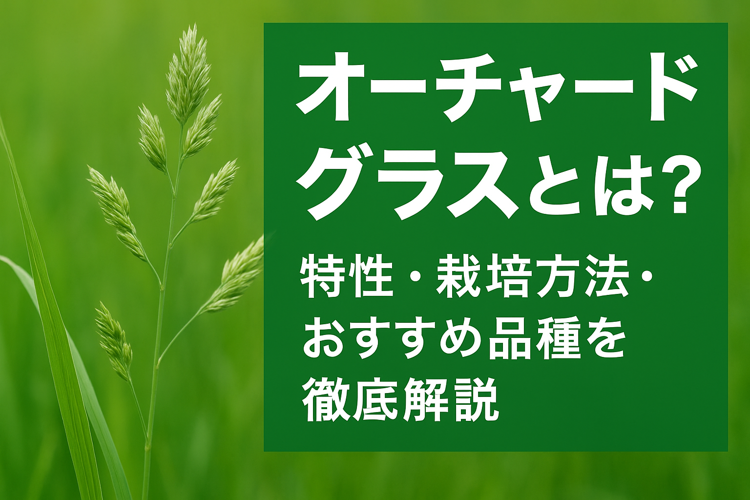 オーチャードグラスの酪農用牧草畑