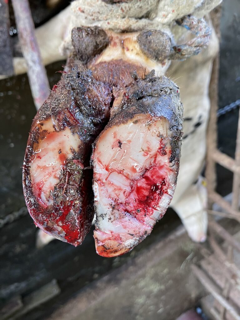牛の白帯病の症状と特徴的な蹄の白帯