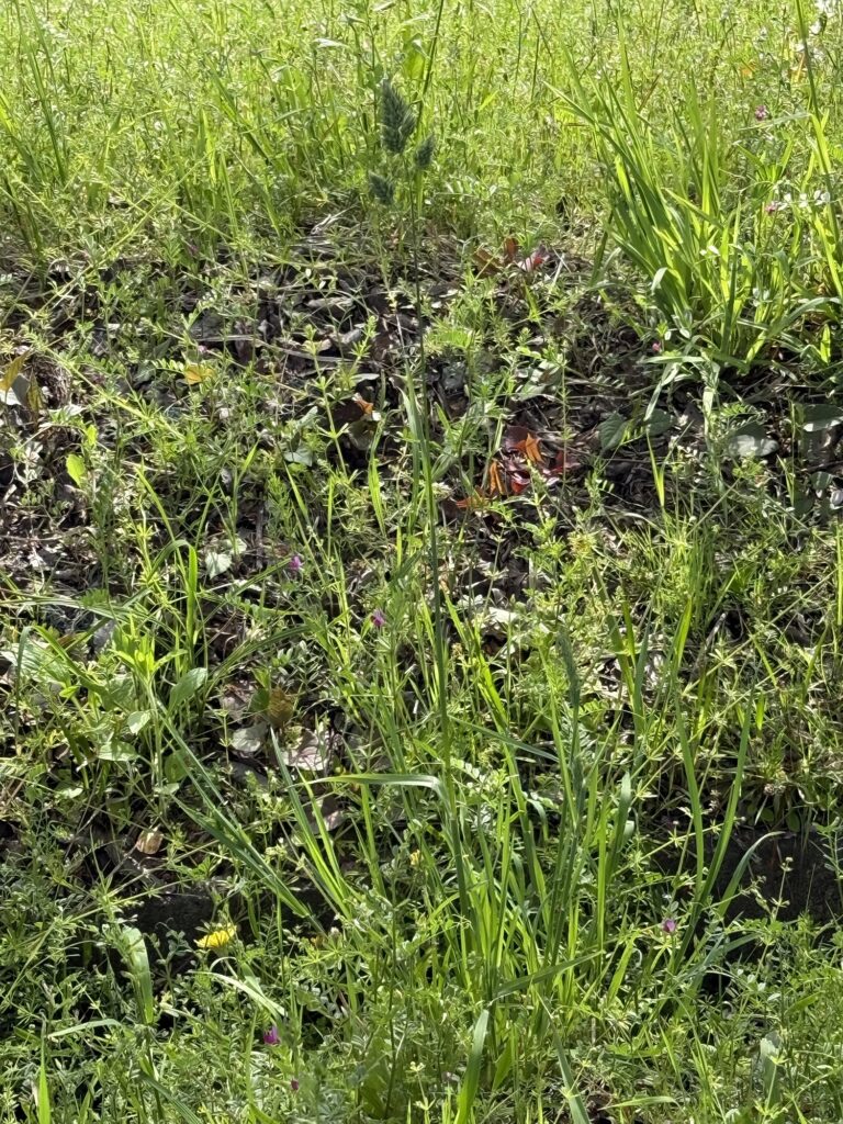 画面中央に映るオーチャードグラスの牧草