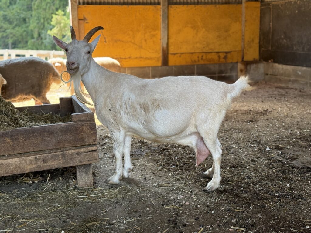 乳用山羊