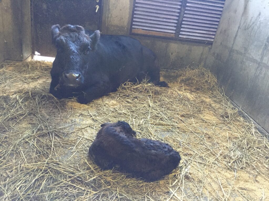 牛の分娩房｜清潔で安全な出産スペース