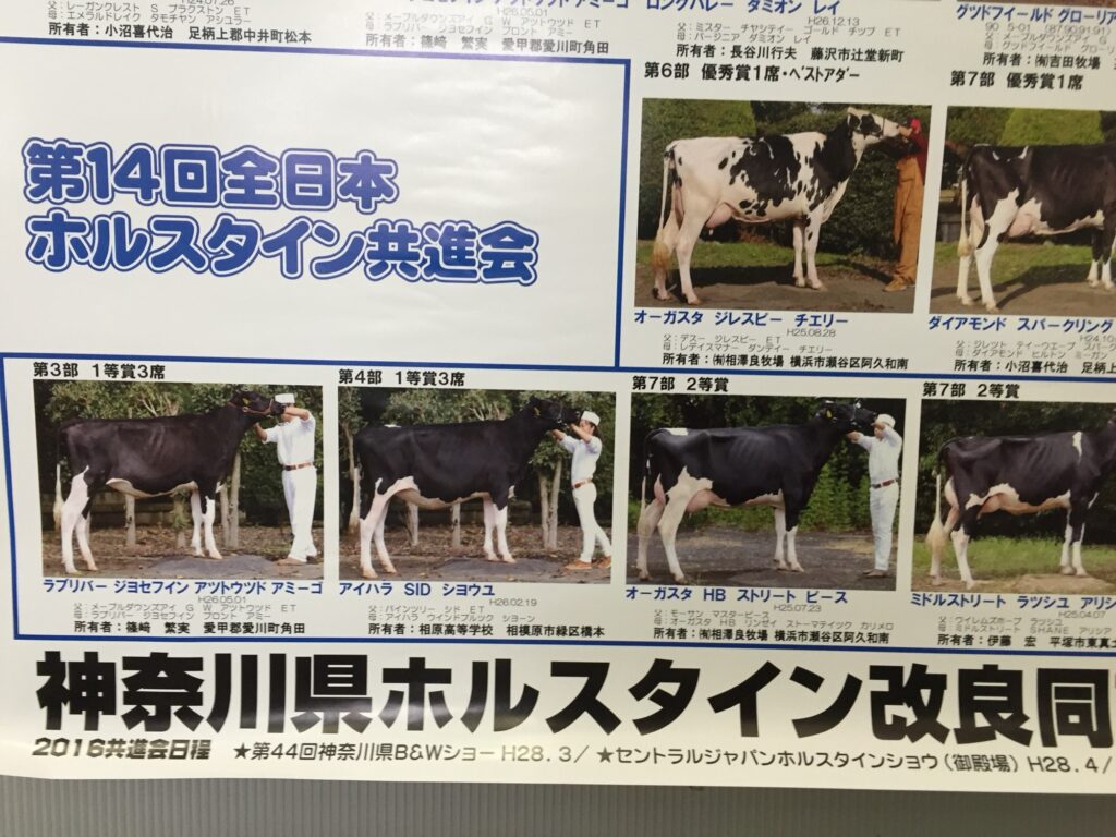 相原高校出品牛 第14回全日本ホルスタイン共進会