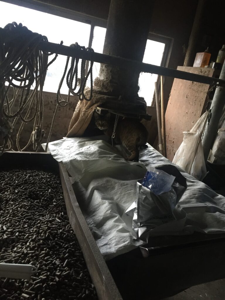 ビートパルプ|牛の飼料として利用される甜菜の副産物