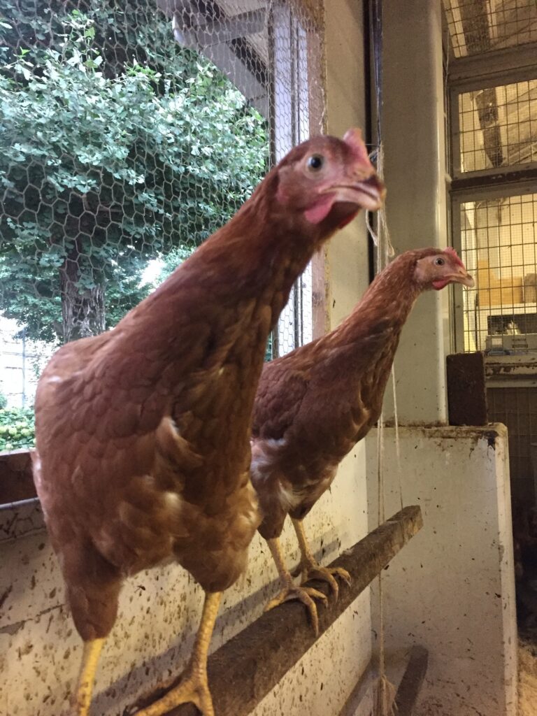 農場で育つ鶏｜卵や食肉のための養鶏