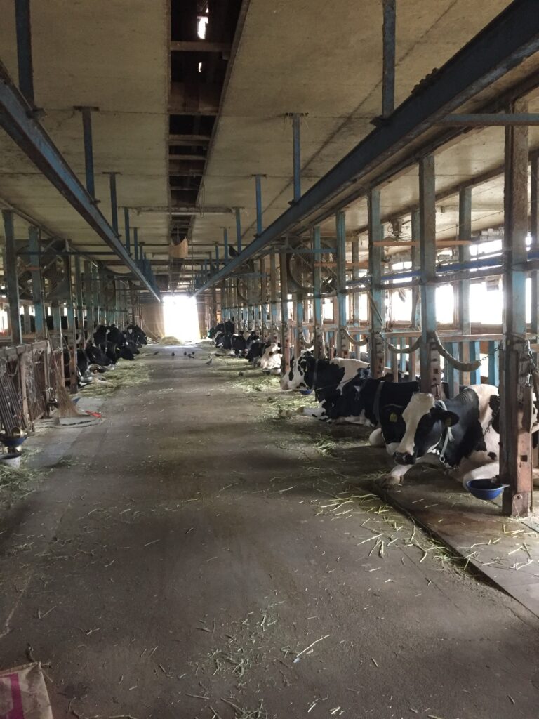 繋ぎ飼い牛舎｜牛が個別に管理される伝統的飼養施設