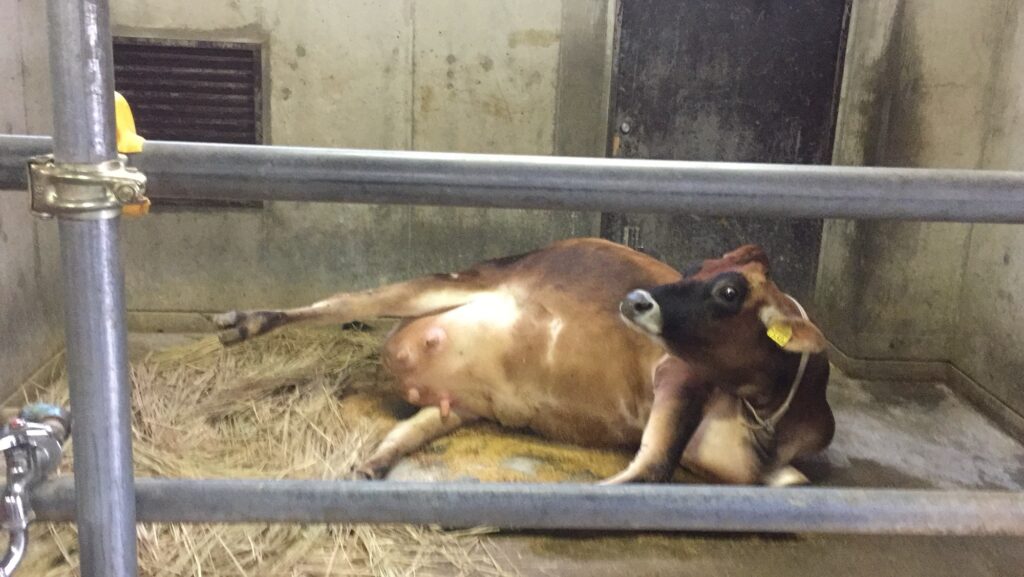 産気づいたジャージー牛|分娩兆候を示す酪農現場の牛