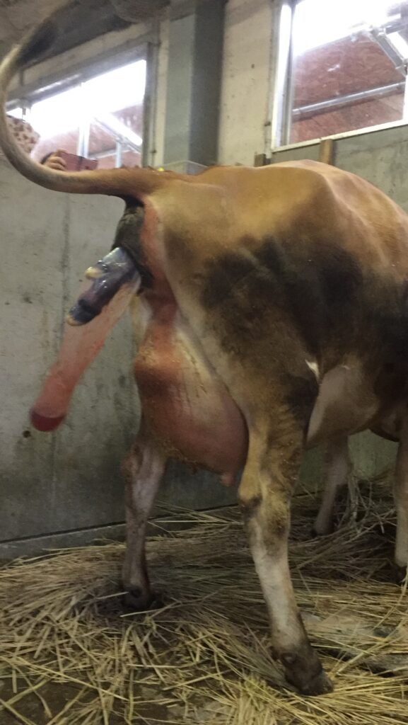 牛の一次破水と足胞出現|分娩直前の兆候を示す場面