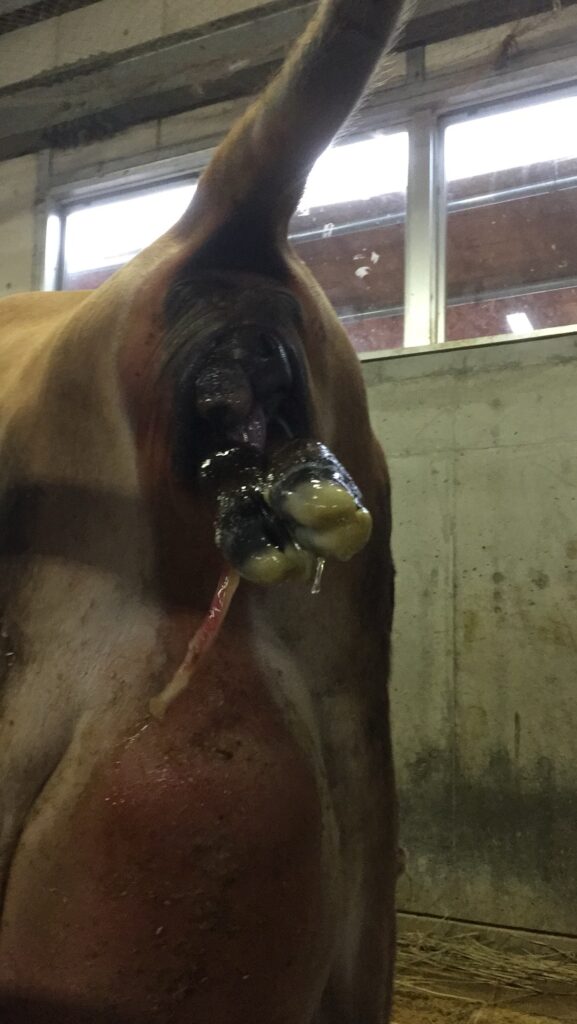 牛の分娩で無理な牽引を避ける正しい介助姿勢