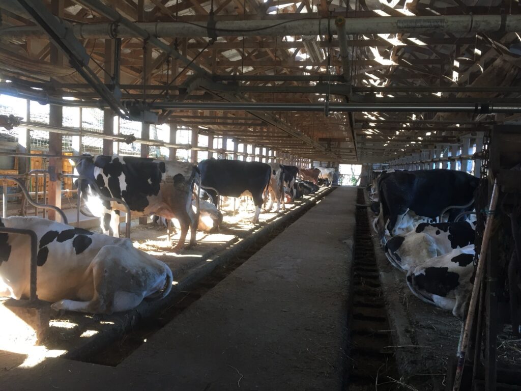 対尻式繋ぎ飼い牛舎｜牛が向かい合う伝統的飼養施設