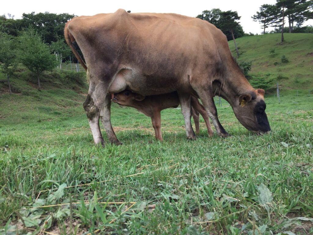 子牛に授乳する母牛の哺育風景