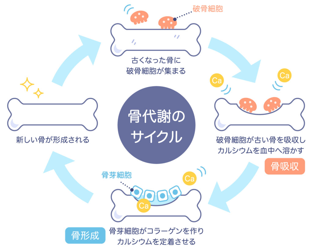 骨代謝のサイクル|骨形成と骨吸収の仕組みを示す図
