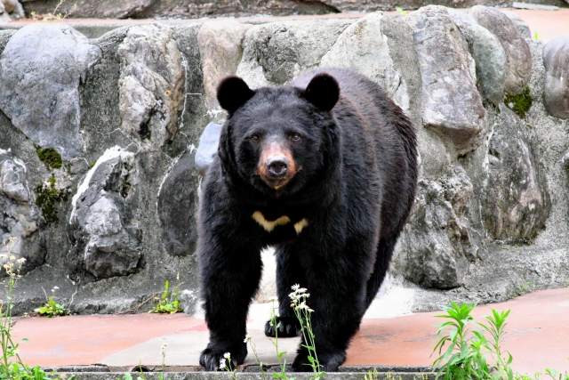 ツキノワグマ|胸の白い三日月模様が特徴の日本の野生熊