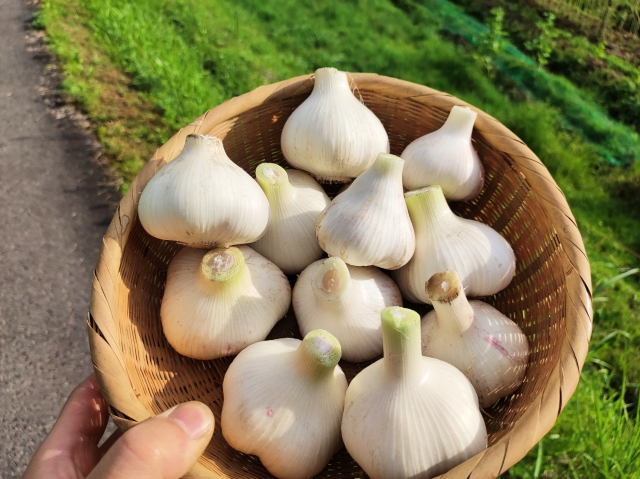 にんにく｜健康効果と料理に使える万能食材