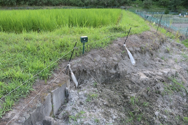 熊やイノシシの侵入を防ぐ電気柵|農作物被害を防止する獣害対策