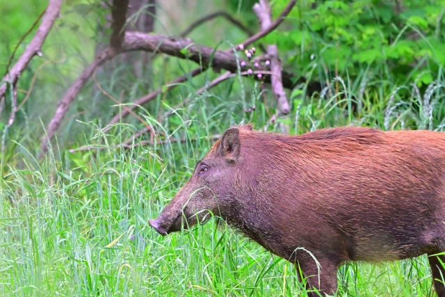 山の中を歩く野生のイノシシ|農作物被害の原因にもなる動物