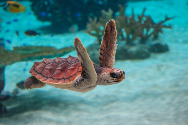 海を泳ぐアカウミガメ