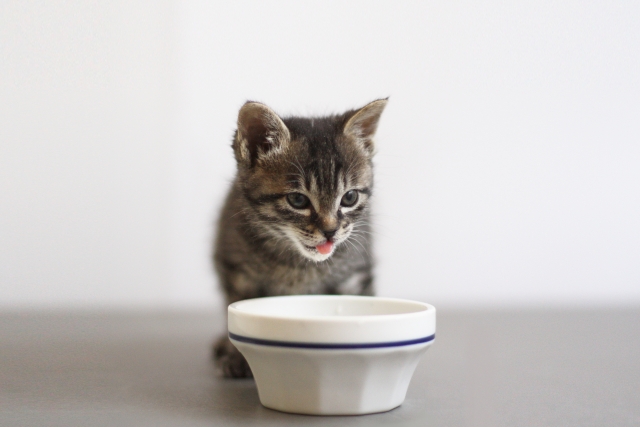 ミルクを飲む子猫｜小さな猫がミルク皿で授乳する可愛い様子