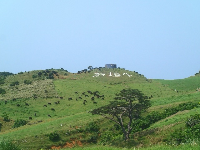 石垣牛が草原で放牧されているイメージ
