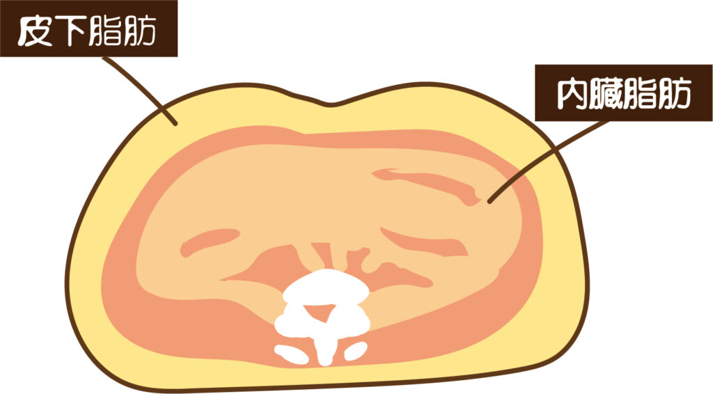 内臓脂肪と皮下脂肪の違いを示す断面図イラスト