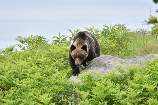 野生のヒグマが森に佇む姿の写真