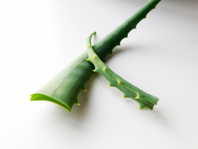 アロエベラの葉と瑞々しい断面の写真