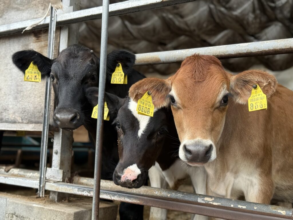 ジャージー牛・ホルスタイン牛・黒毛和牛が並ぶ写真