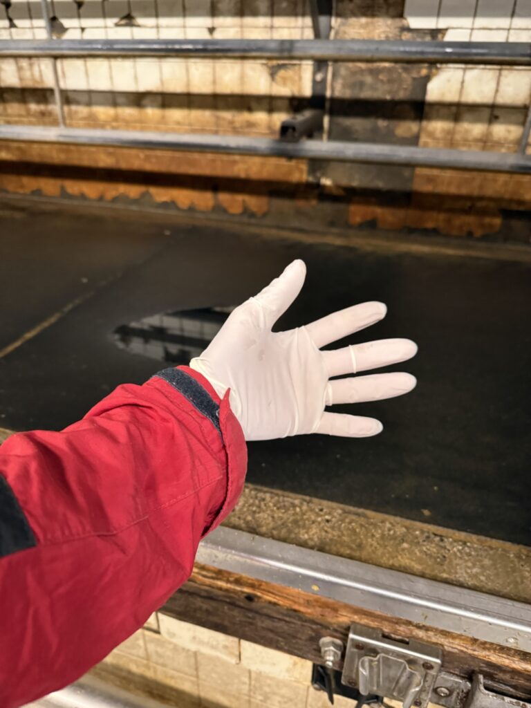 衛生作業のために薄手ゴム手袋を着用する手順の写真