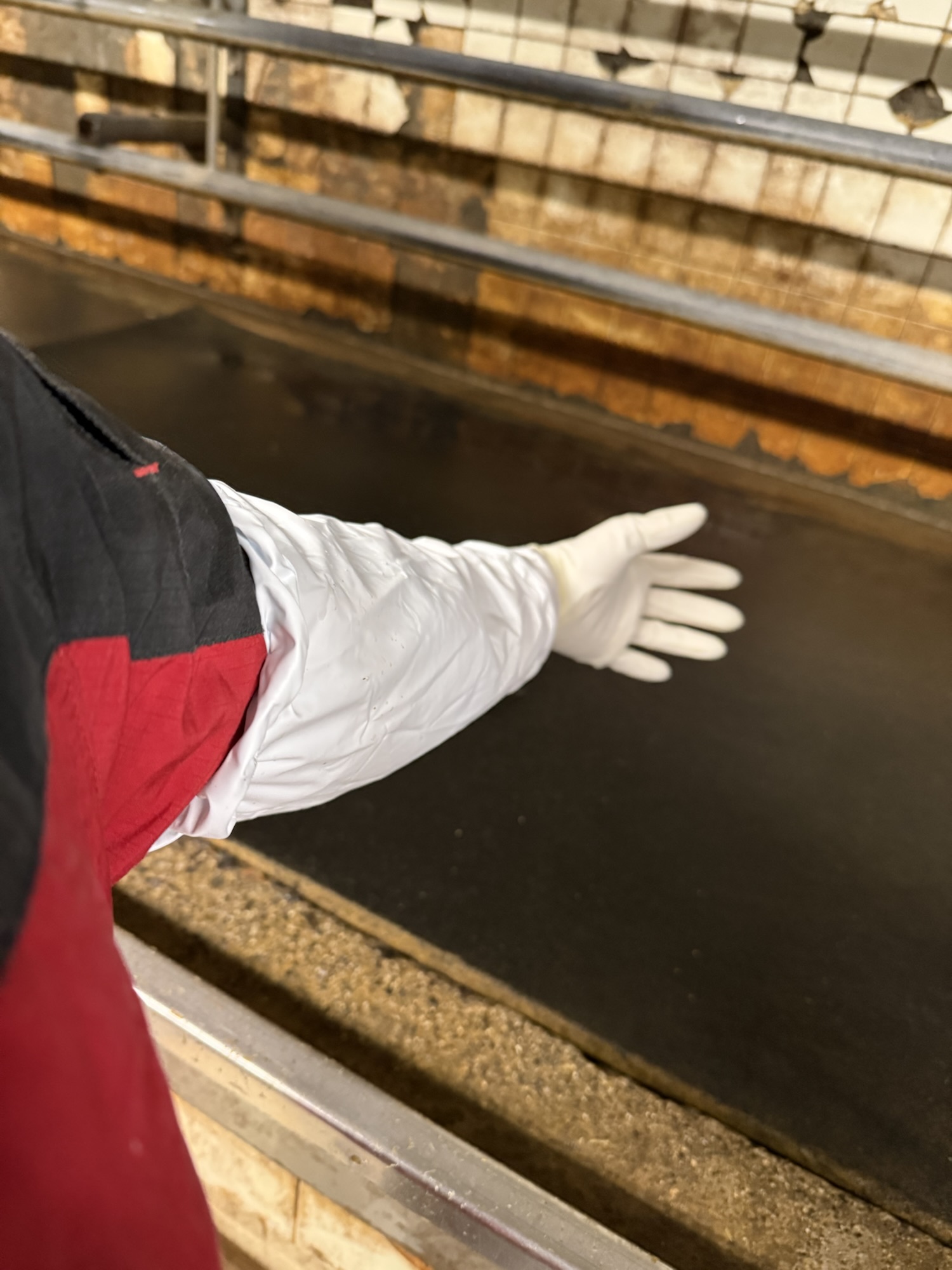 冬の搾乳に最適な完全防水手袋ショーワグローブNo240の衛生的な装着方法