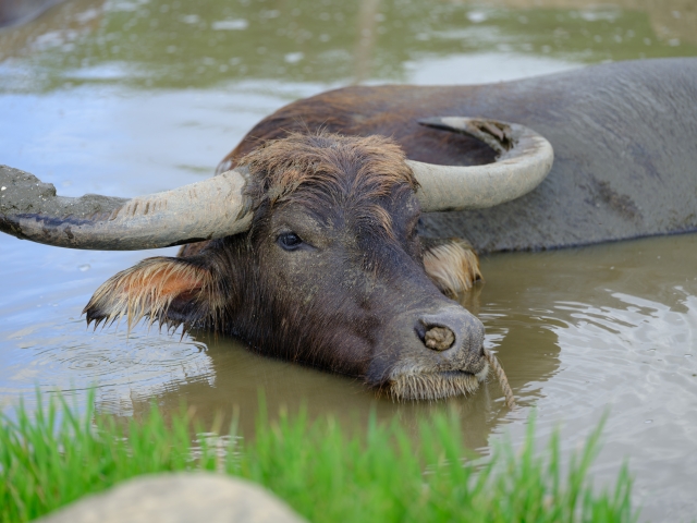 水牛の外観と特徴が分かる写真｜放牧中の水牛