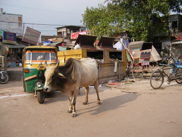 ヒンドゥー教で牛肉が食べられない理由と神聖な牛の文化を解説するインドの街並みと牛の写真