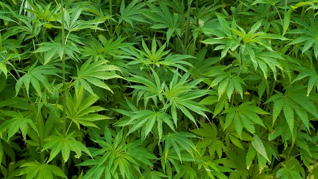 大麻草の植物外観｜葉の形状が分かる栽培前段階の写真